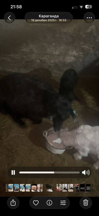 Ешкилер сатам лактар