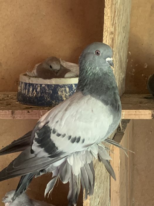 Летно игровая линия