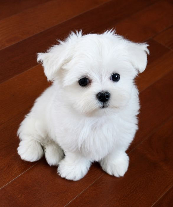 Bichon maltez mini toy