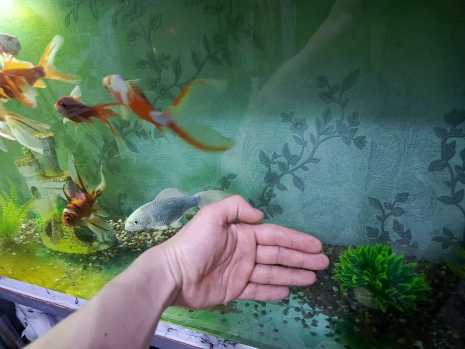 Продам больших рыбок