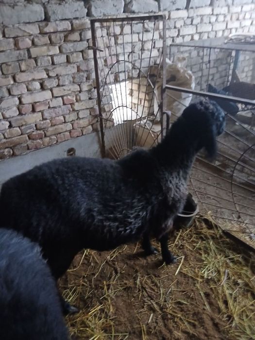 Ona bola qazoqi qoylar sotiladi