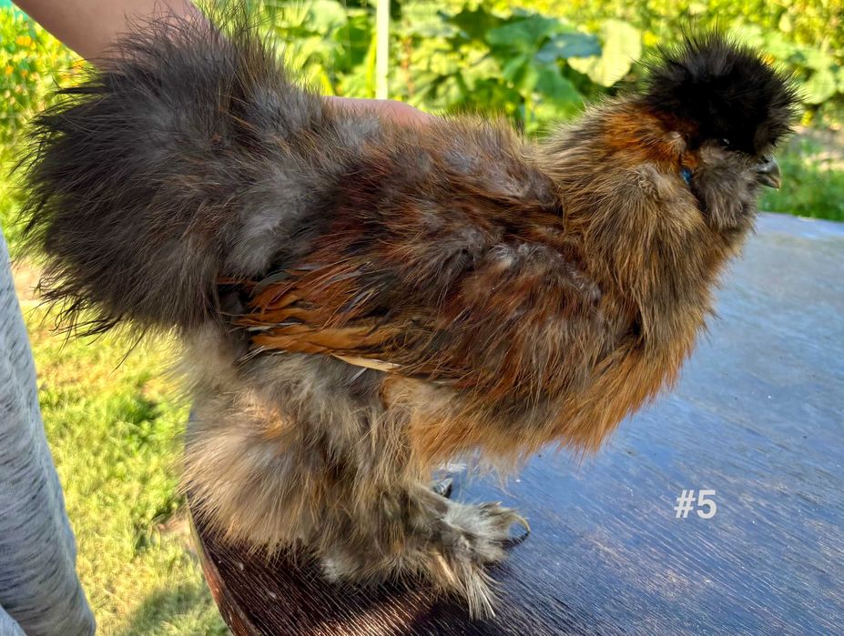 Cocosi tineri Matase Japoneza din Aprilie