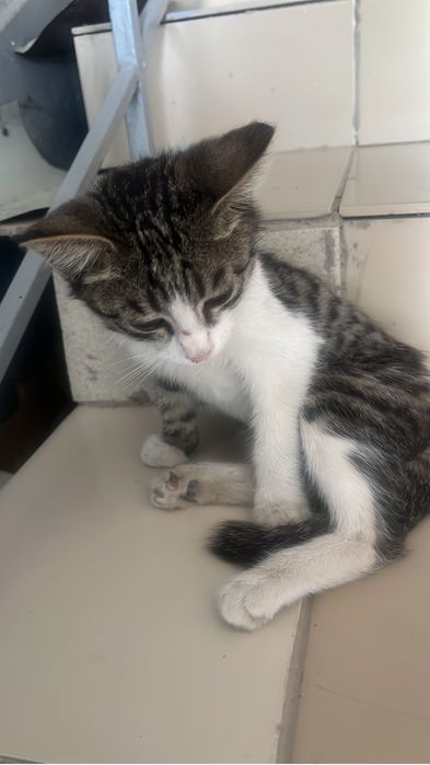 Котенок в добрые руки