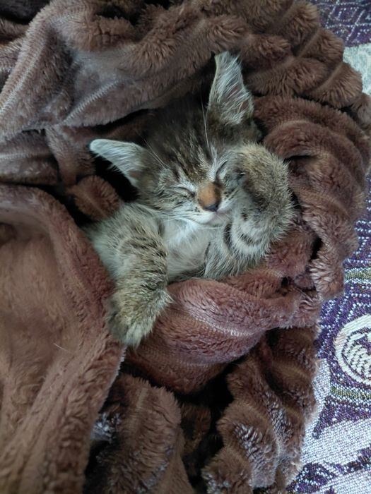 Отдам котёнка в добрые руки