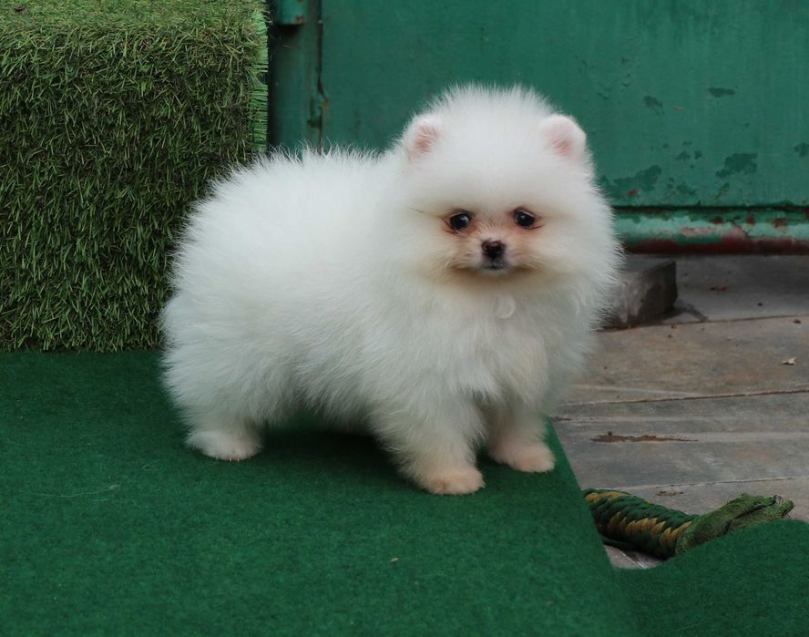 Pomeranian alb mini toy cu pedigree