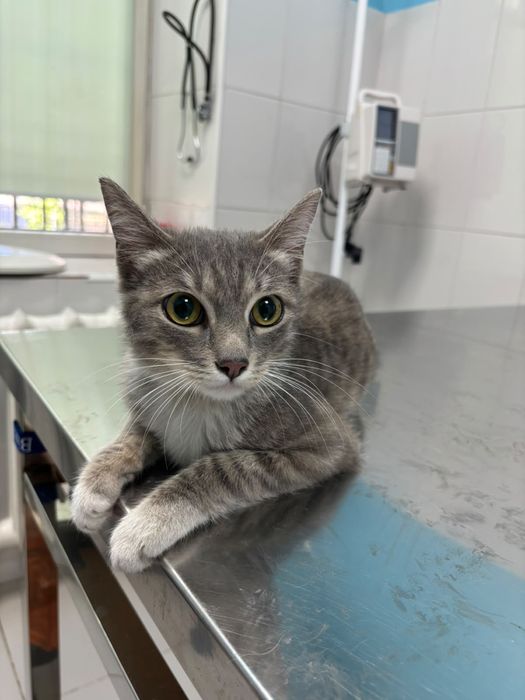 Отдаю в добрые руки котика