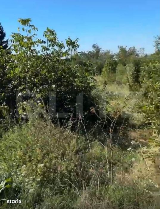 Teren intravilan 1.539 mp in Valea Voievozilor – acces la drum