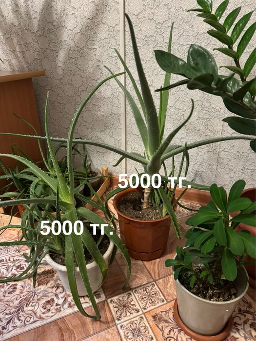 Комнатные растения