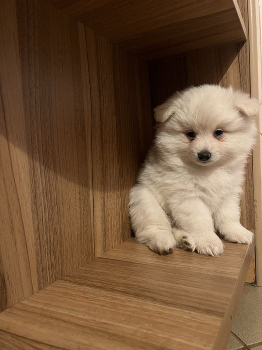 *  Catelus Pomeranian - Vaccinat -  Deparazitat *