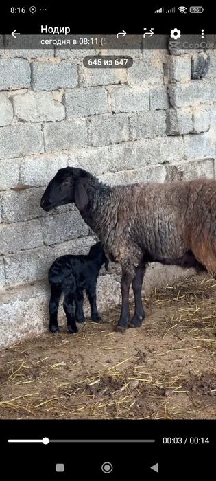 Куйлар qöylar она бола куйлар бугоз куйлар бор манзил тошкент куйликда