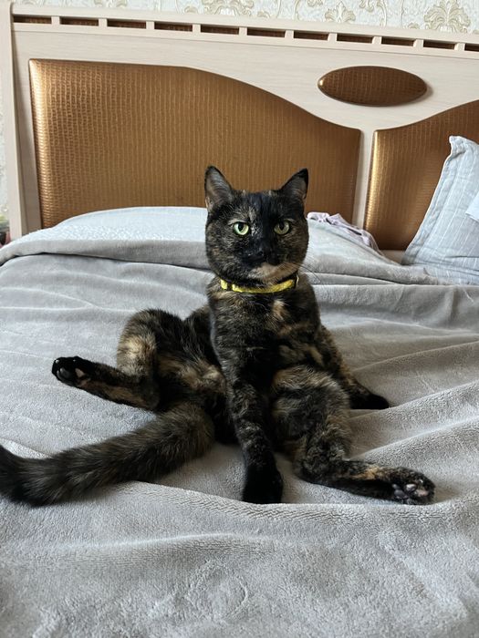 кошка в добрые руки