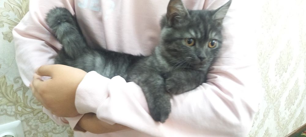 Порода:Британская кошка