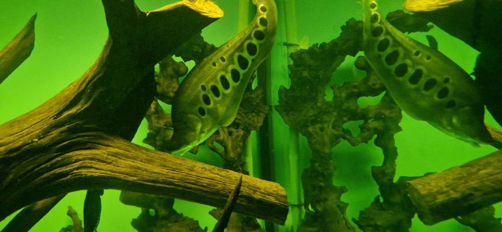 рибки и аквариум