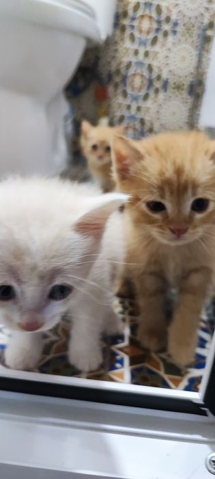 Shinshilla zotli mushukchalar sotiladi 200