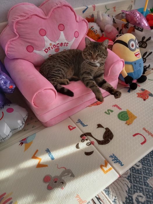 Здравствуйте! Отдам кота в добрые руки