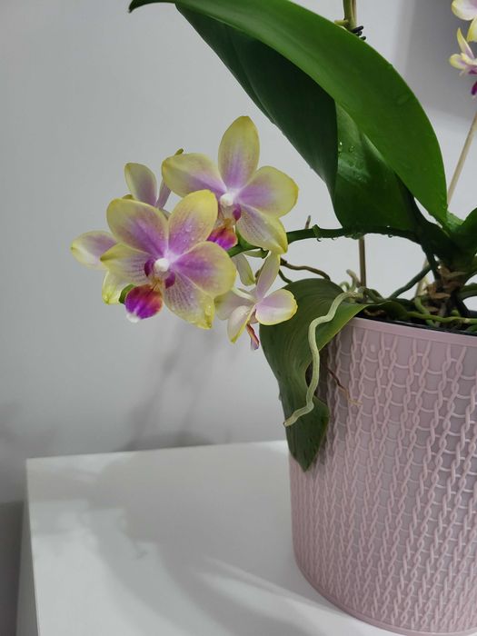 Продам орхидеи разные