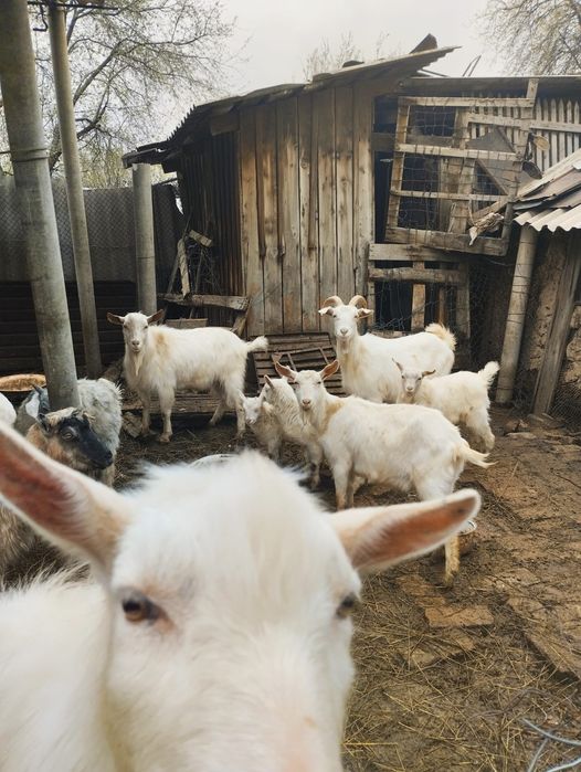 Самые милые и обаятельные козы