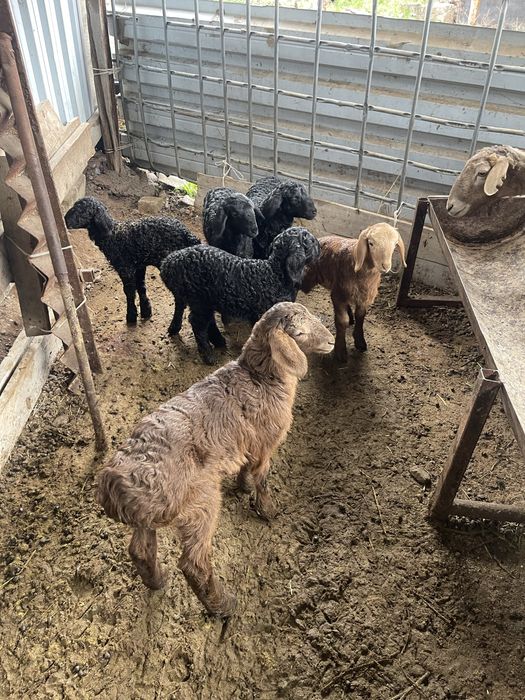 Козылы койлар бараны