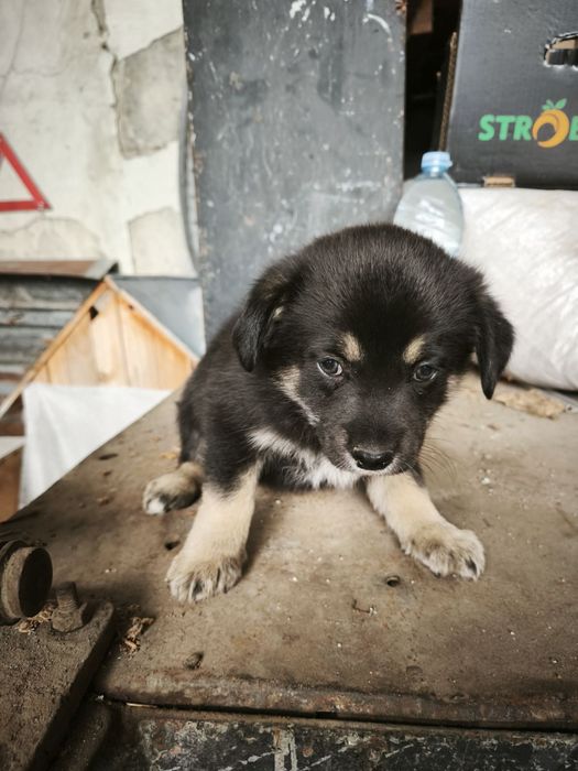 Подарявам кученца