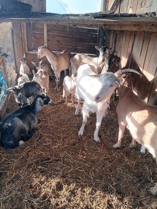 Capre tinere de 2 ani