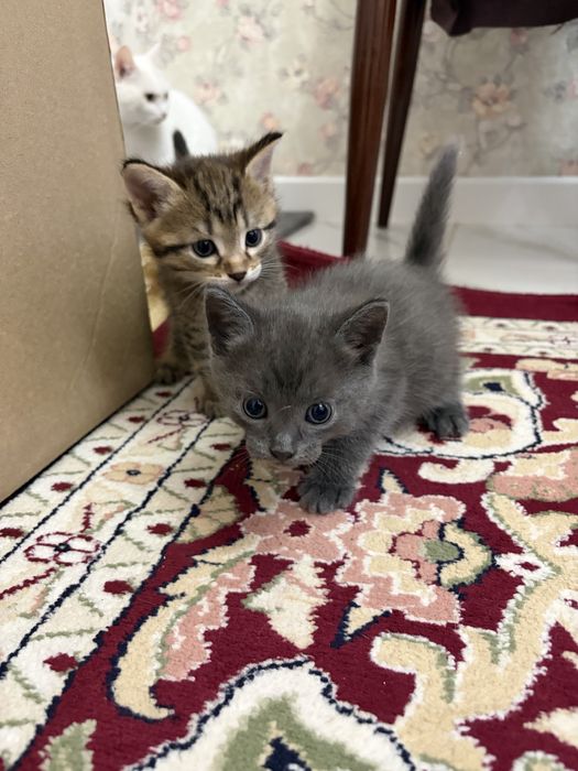отдам котят в хорошие руки