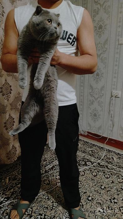 Скотш фулд кот на продажу