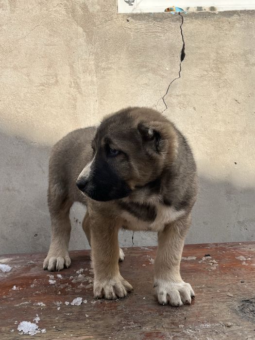 Алабай щенок кабель