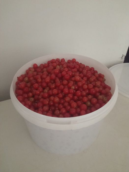 Продам красную смородину