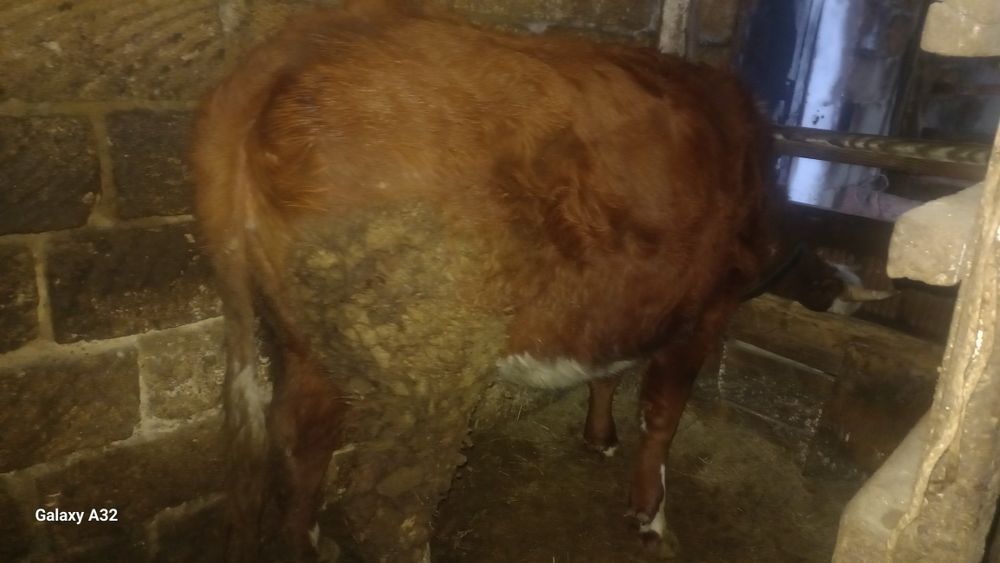 Семіз сиыр сатылады