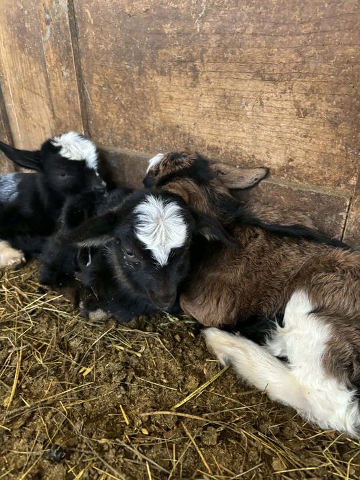 Iezi sugari  30 de lei