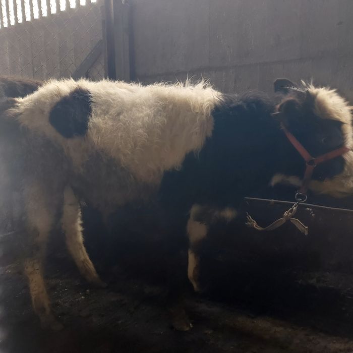 Еркек тайна  сатылады