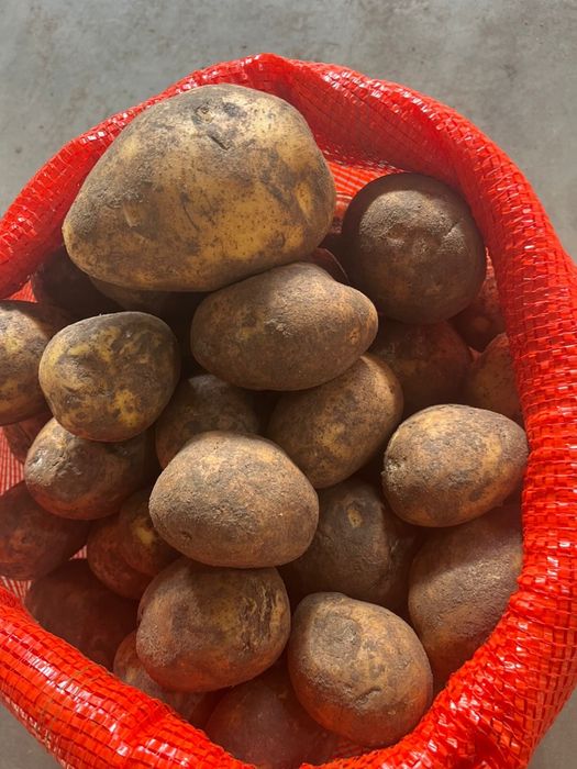 Картофель 80 оптом