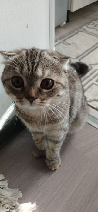 Продаетса катенок скотиш фолд