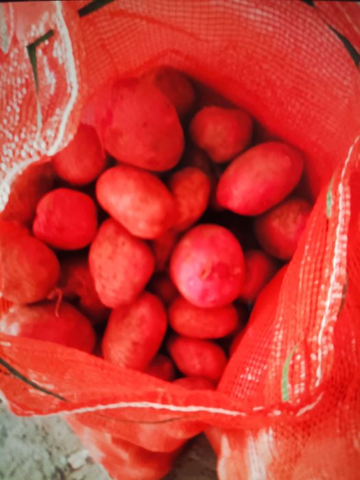 Продам картофель дачный