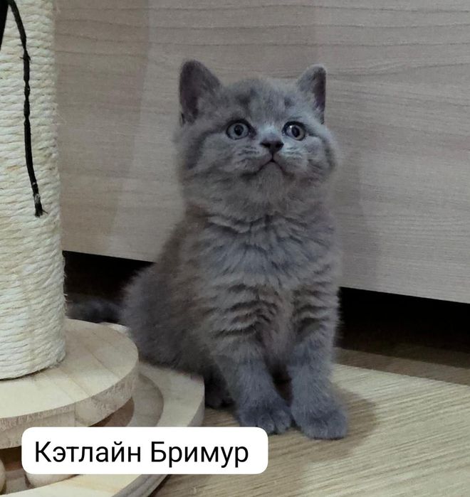 Британские котята. Пиномник.