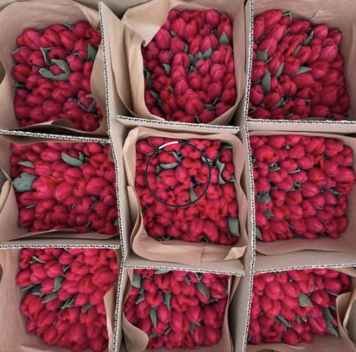 Тюльпаны Оптом Уральск