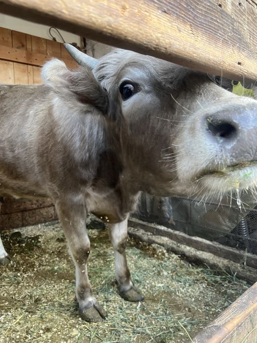 Корова с телёнком(тёлочка)