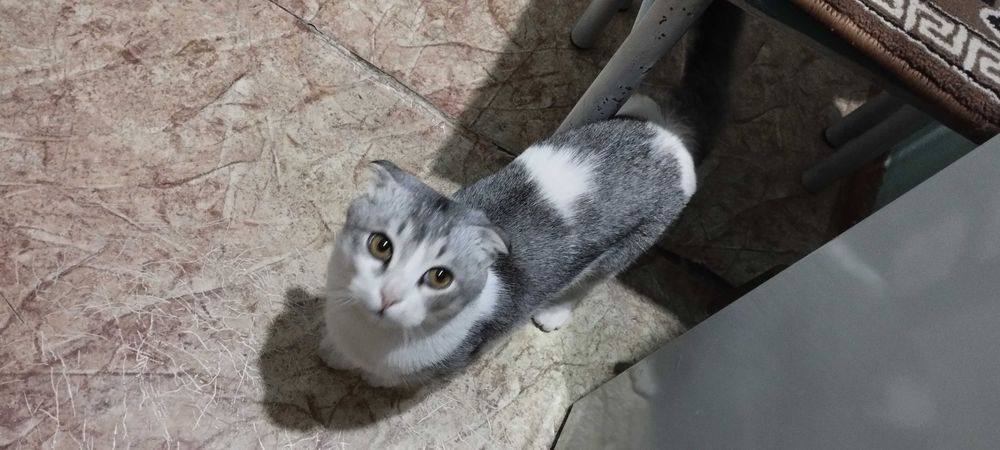 Шотландский вислоухий кот