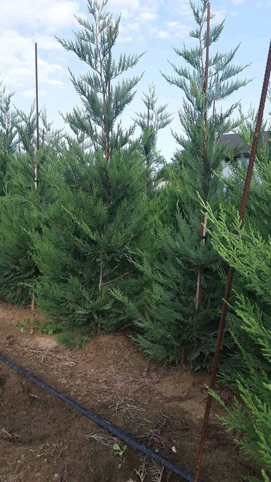 Vând lemn câinesc gard viu