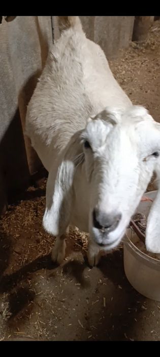 Зотли етук бугоз она эчки сотилади.