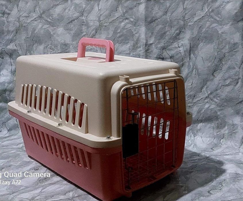 Britanskiy (okras zolotoy shinshilla) ny11