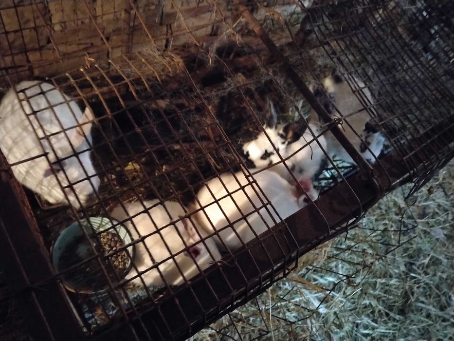 Продавам зайци за клане или за тамазлък