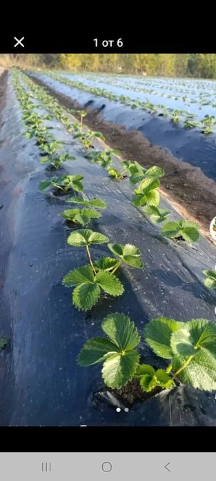 Пподавам расат ягоди и малини