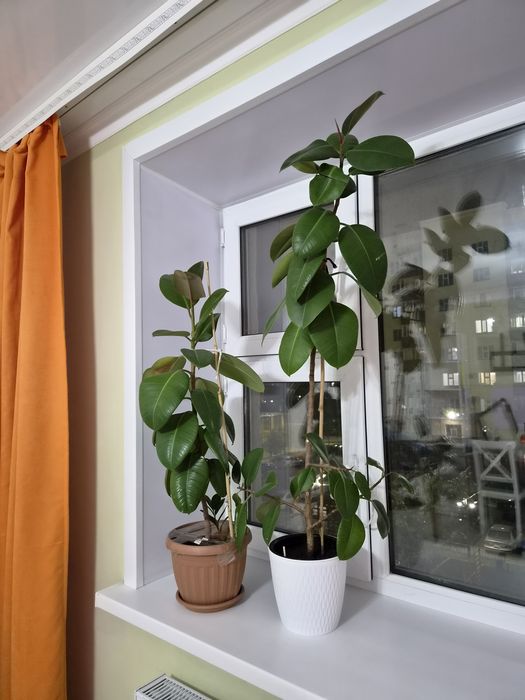 Продам домашние цветы разные