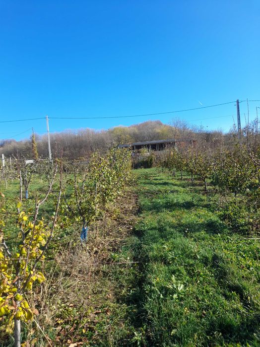 Tuns pomi fructiferi