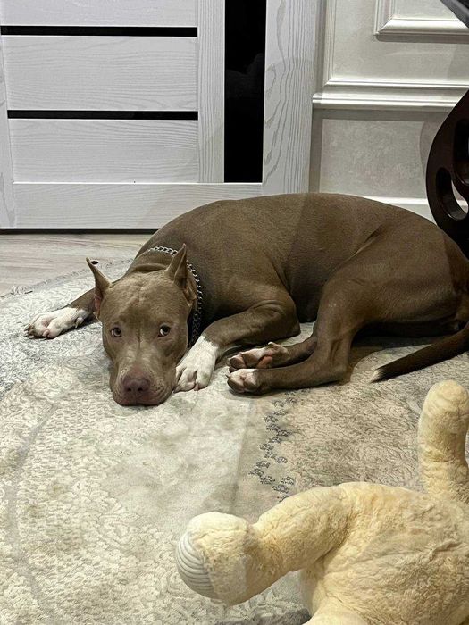 Продам чистокровных щенков питбуль Red Nose The red nose pit bull