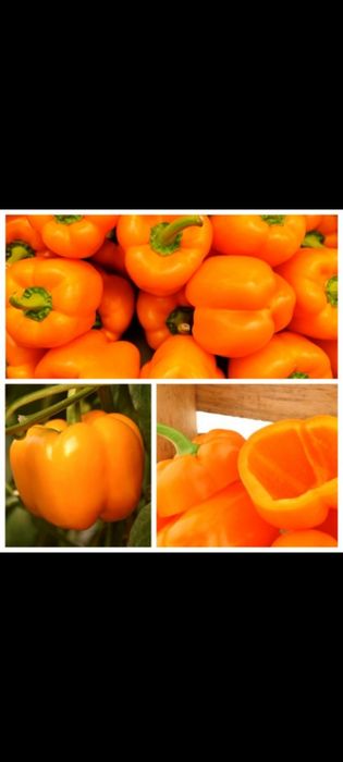 Rasaduri legume tradiționale românești  și flori crescute natural BIO