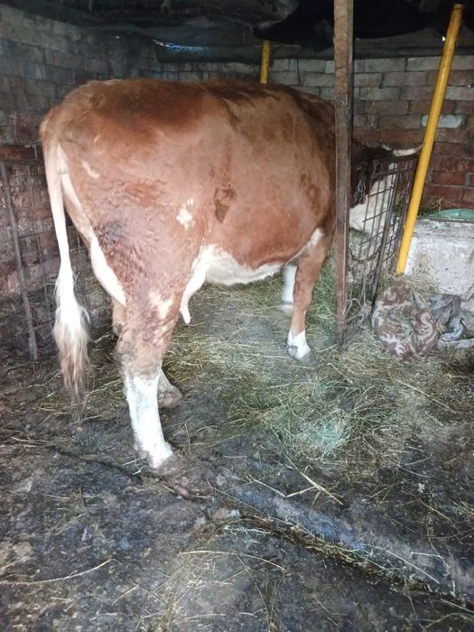 Vând o vaca cu lapte