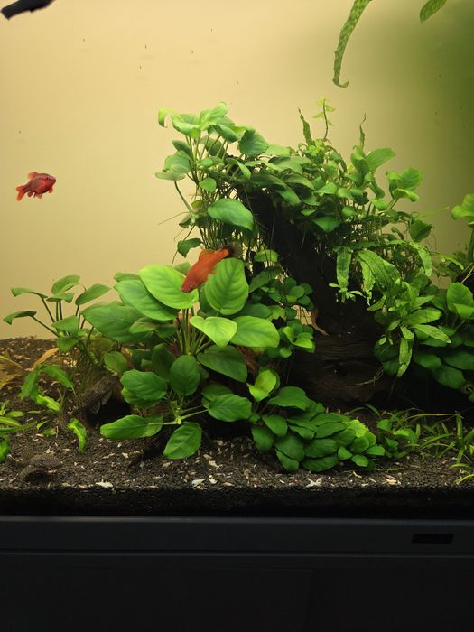 Acvariu complet Aquatlantis 240 litri