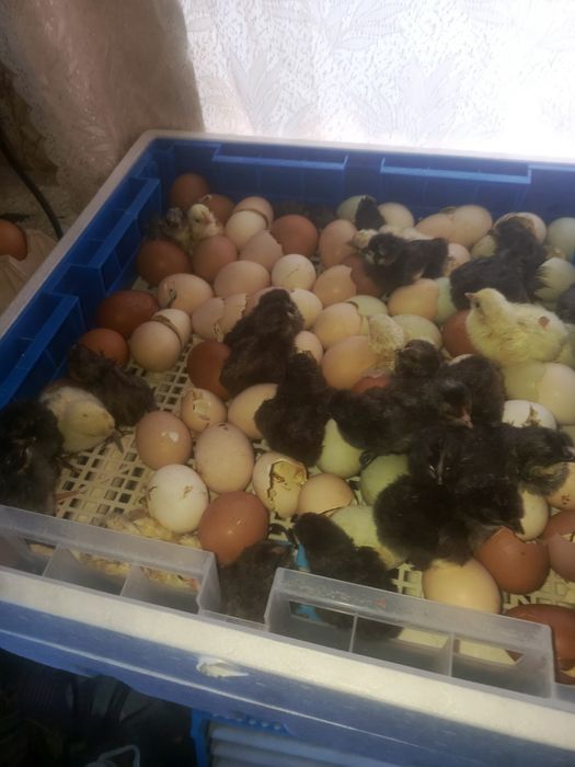 Соберу яйцо на инкубацию